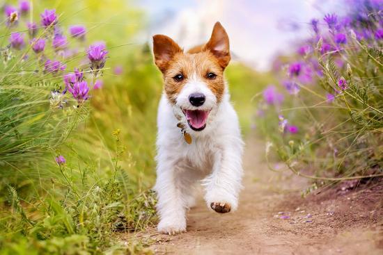 Marvelous Mondays: Small Habits That Make Pets Happier